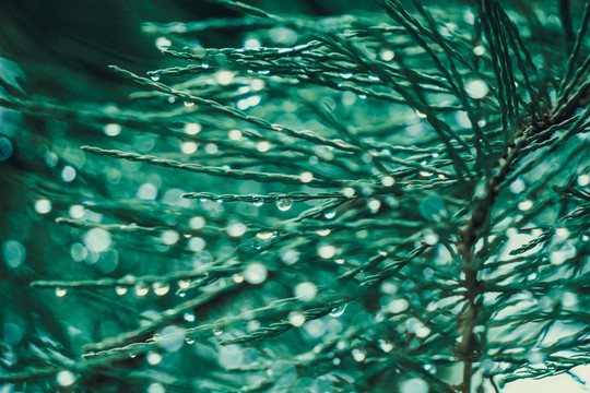 雨水