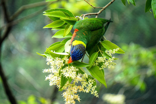 吸蜜鹦鹉