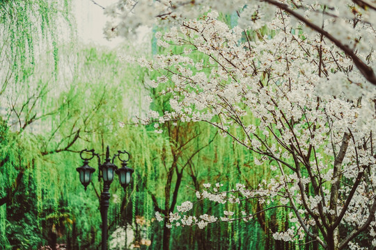 春光