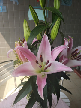 香水百合