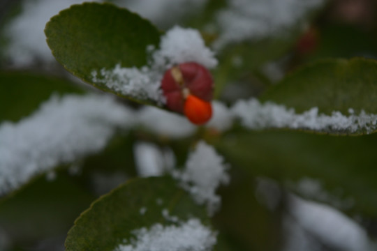 雪 冬季 雪景 初雪 冬季植物