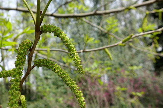 枫杨花序