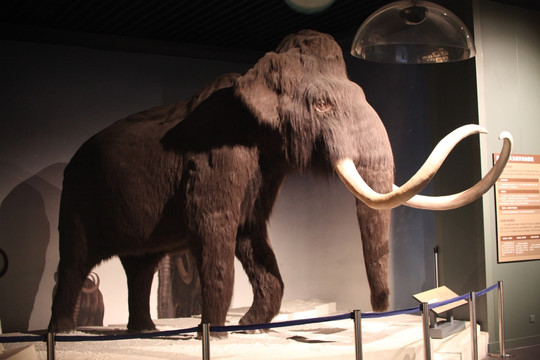 猛犸象 长毛的大象 大象