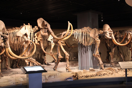 猛犸象 长毛的大象 化石 大象