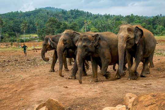 斯里兰卡大象群