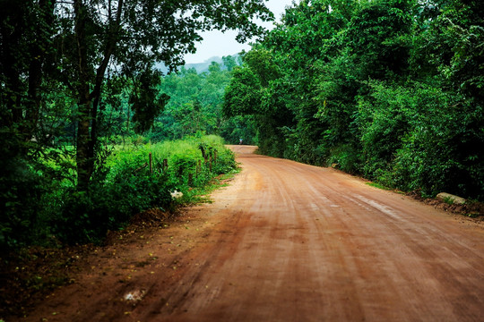 林荫小路