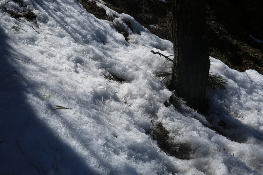 雪地