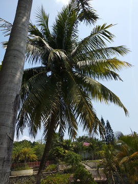 椰树椰林风景 海南三亚