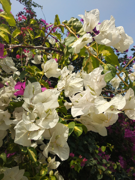 白花三角梅