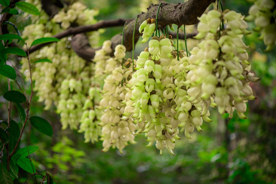 一串串禾雀花