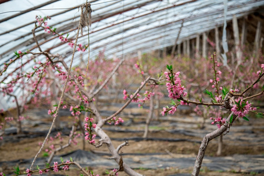 桃花