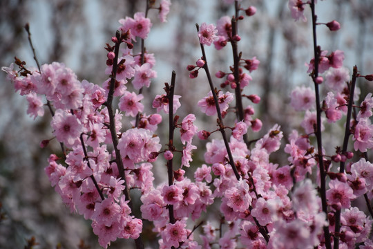 梅花