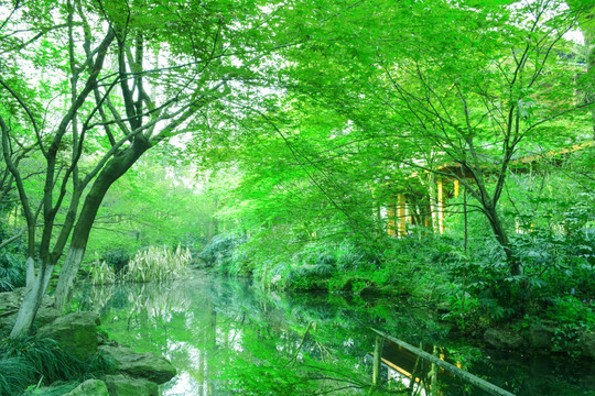 溪流绿树林
