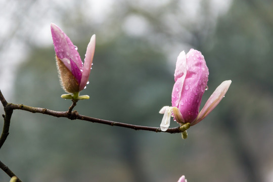 玉兰花