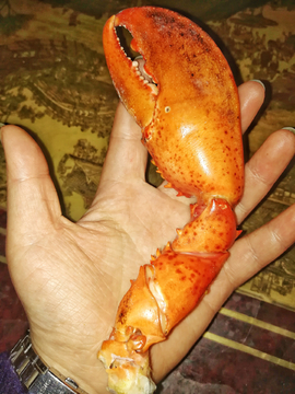 龙虾爪