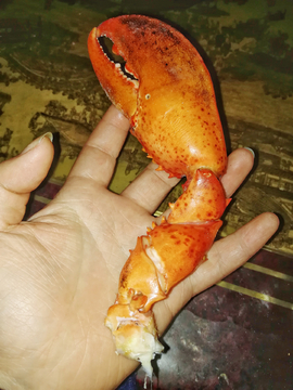 龙虾爪