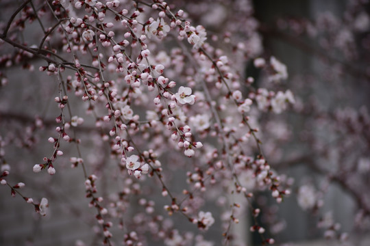 春天桃花开