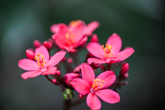 盛开的珊瑚花