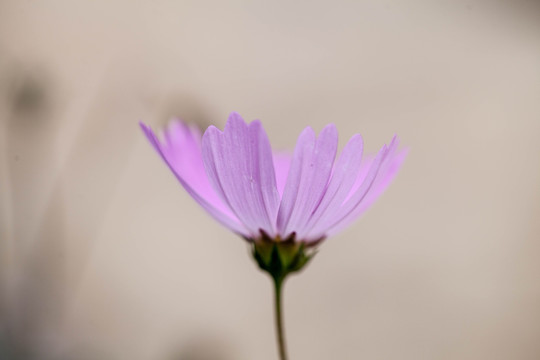 波斯菊特写