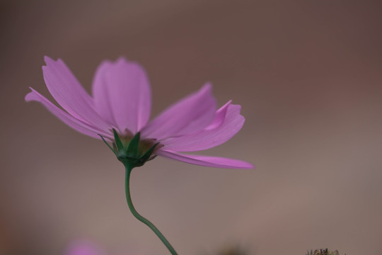 波斯菊