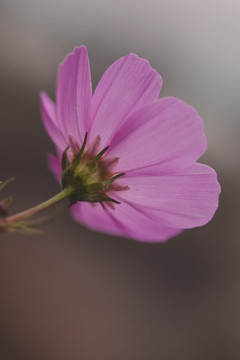 波斯菊