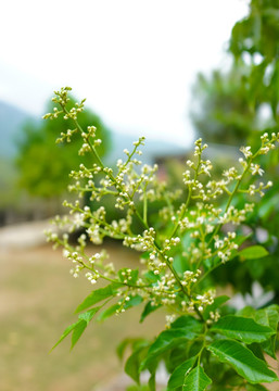 黄皮花