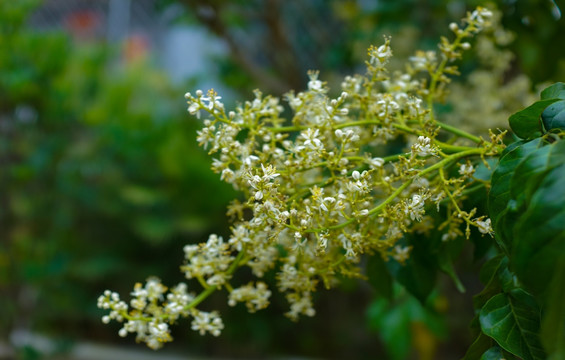 黄皮花