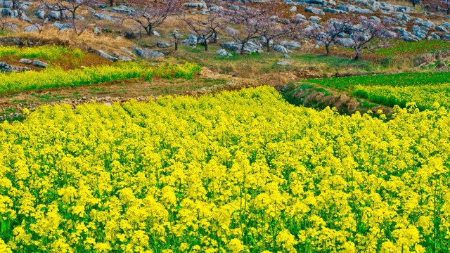 春天山野的油菜花地