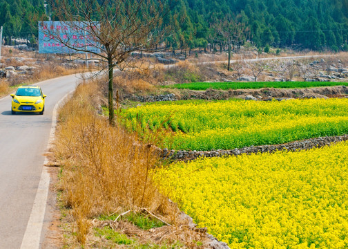 春天山野的油菜花地