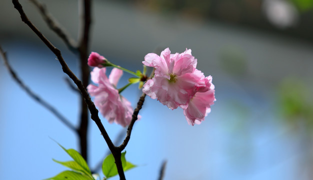 樱花高清摄影