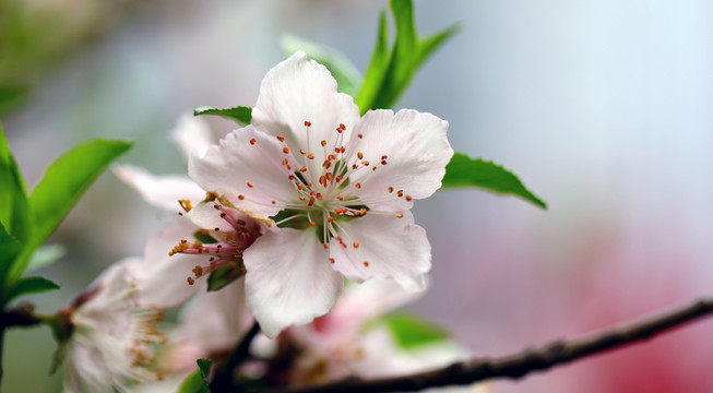 桃花高清特写