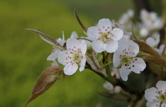 雨中盛开的梨花