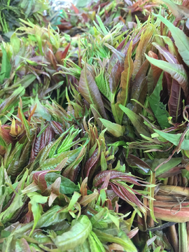 香椿 椿芽 椿菜
