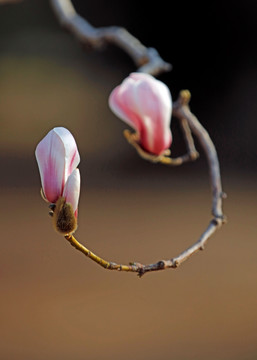 玉兰花开