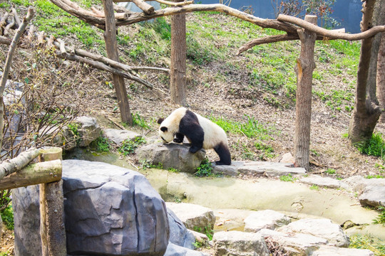 熊猫 珍稀动物 国宝
