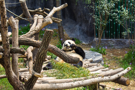 熊猫 珍稀动物 国宝