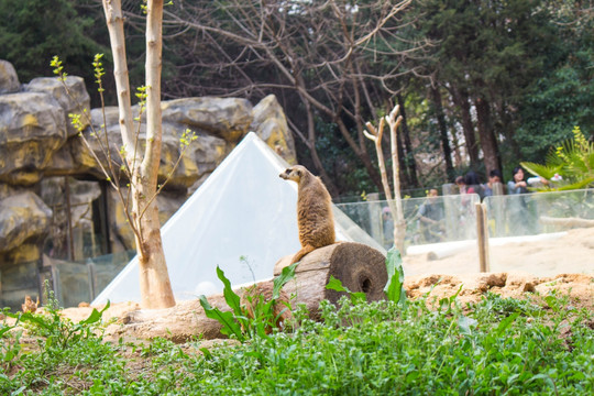 狐獴 蛇獴 黄鼠狼