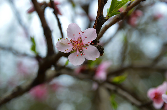 桃花