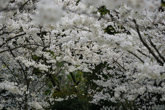 樱花