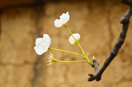 梨花 土墙 白花 李花 春花