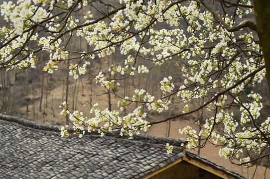 梨花 瓦房 白花 李花 春花