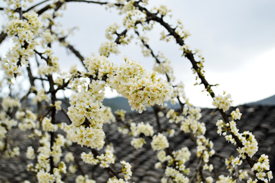 梨花 瓦房 白花 李花 春花