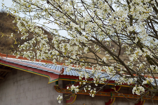 梨花 瓦房 白花 李花 春花