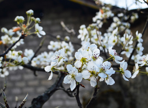 梨花 瓦房 白花 李花 春花