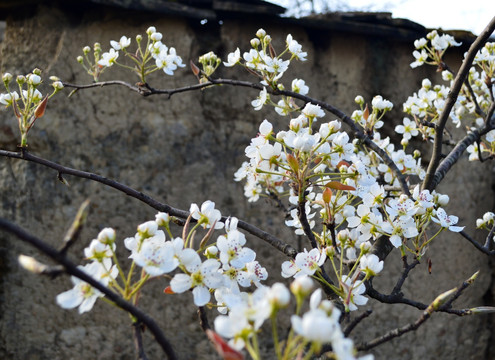 梨花 瓦房 白花 李花 春花