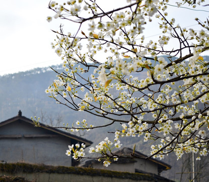 梨花 瓦房 白花 李花 春花