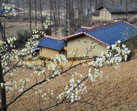 瓦房 白花 梨花 李花 春花