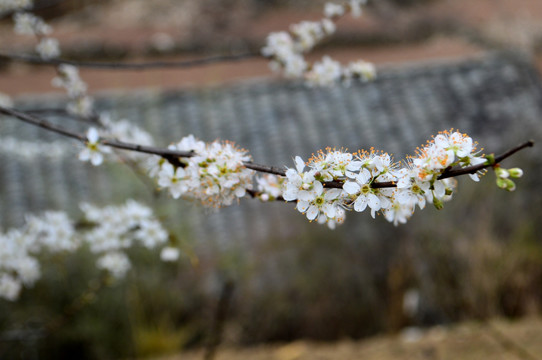 瓦房 白花 梨花 李花 春花