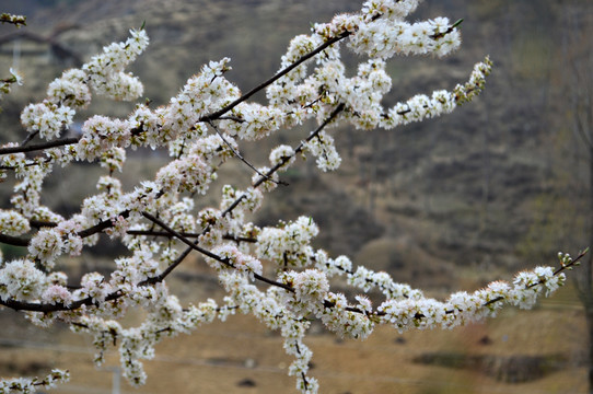 瓦房 白花 梨花 李花 春花