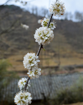 花 杏花 白花 梨花 李花